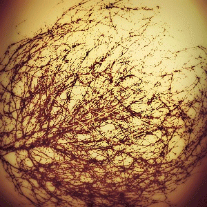 Across Tundras : Tumbleweeds II